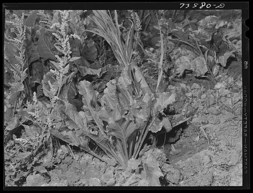 Nyssa, Oregon. FSA (Farm Security Administration) mobile camp. The Japanese-Americans who live at the camp are employed principally in the sugar beet fields. They are guaranteed standard wages. The U.S. Employment Service stands back of this guarantee and furnishes no labor to farmers who do not abi