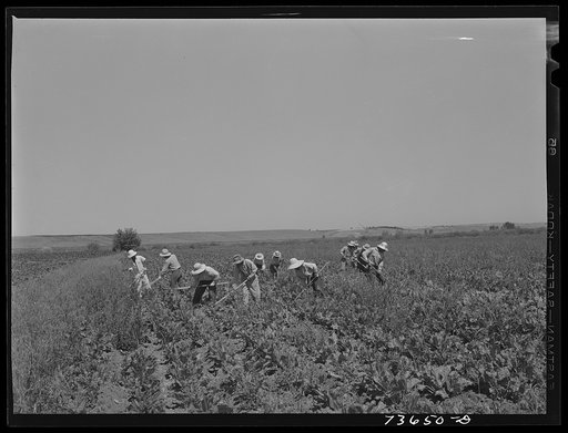 Nyssa, Oregon (vicinity). Japanese-Americans work in sugar beet fields
