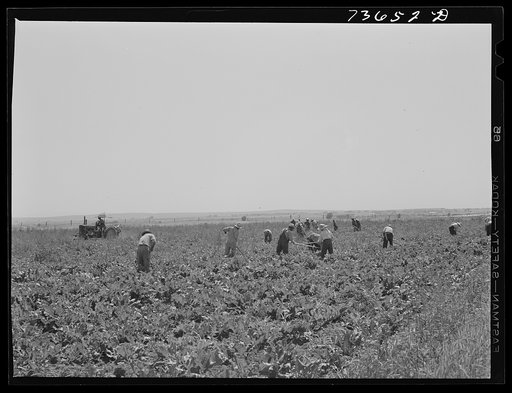 Nyssa, Oregon (vicinity). Japanese-Americans work in sugar beet fields
