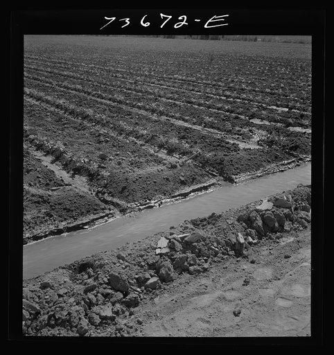 Malheur County, Oregon. Celery field and irrigation ditch