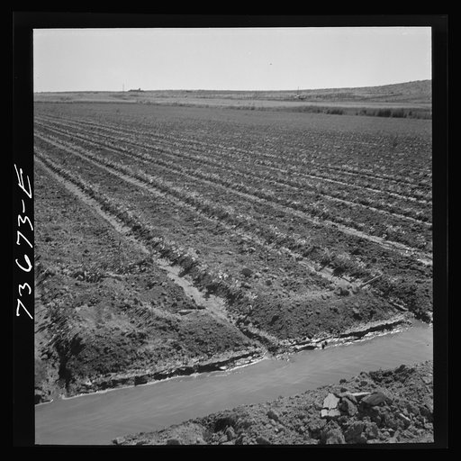Untitled photo, possibly related to: Malheur County, Oregon. Celery field and irrigation ditch