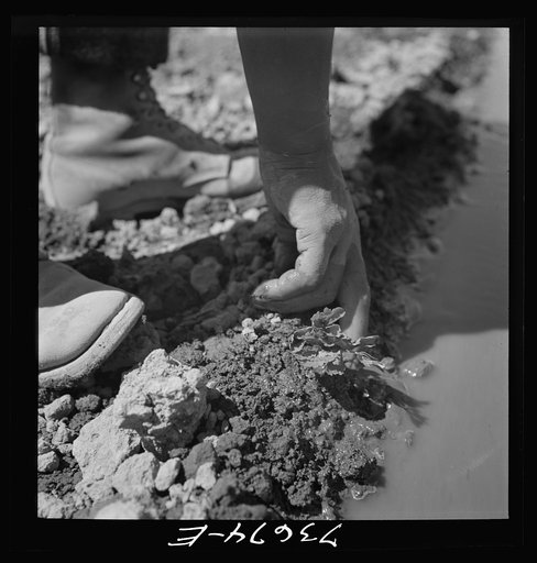 Untitled photo, possibly related to: Malheur County, Oregon. Japanese-American worker transplanting celery plant