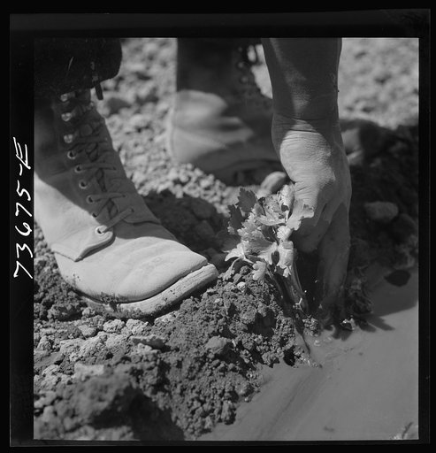 Malheur County, Oregon. Japanese-American worker transplanting celery plant