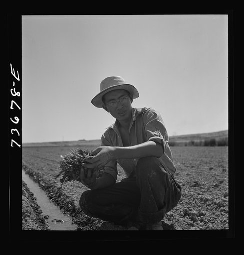 Untitled photo, possibly related to: Malheur County, Oregon. Japanese-Americans transplanting celery
