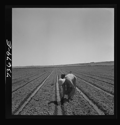 Malheur County, Oregon. Japanese-Americans transplanting celery