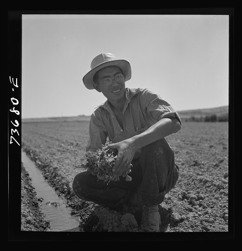 Untitled photo, possibly related to: Malheur County, Oregon. Japanese-Americans transplanting celery