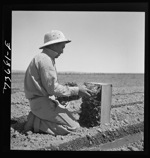 Malheur County, Oregon. Japanese-American farm worker with celery plants