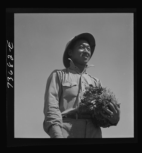 Malheur County, Oregon. Japanese-American farm worker with celery plants