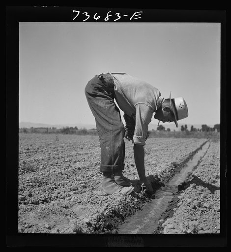 Malheur County, Oregon. Japanese-Americans transplanting celery