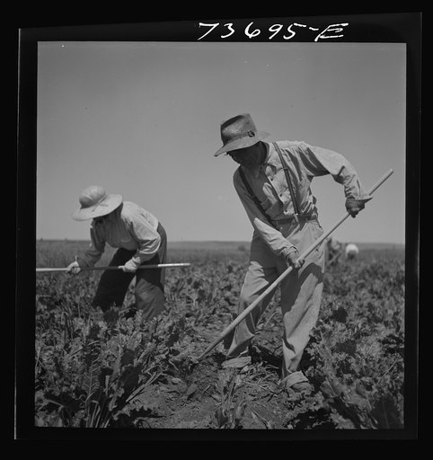 Nyssa, Oregon. FSA (Farm Security Administration) mobile camp. Japanese-American farm worker