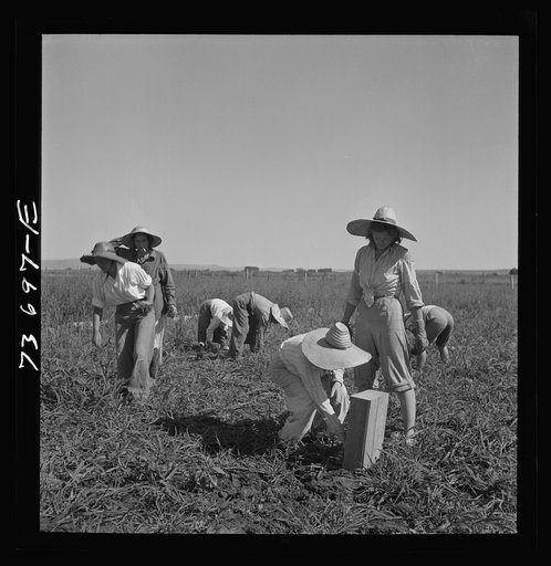 Malheur County, Oregon. Japanese-Americans and white Americans working in a celery field