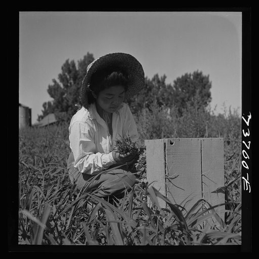Nyssa, Oregon. FSA (Farm Security Administration) mobile camp. Japanese-American farm worker