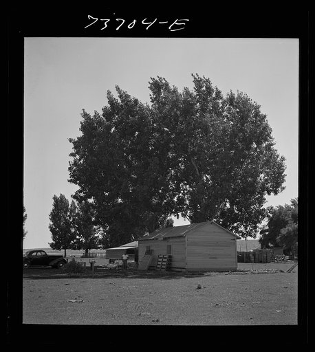 Ontario, Oregon (vicinity). House in shade built by white farmer for Japanese-American family of farm workers