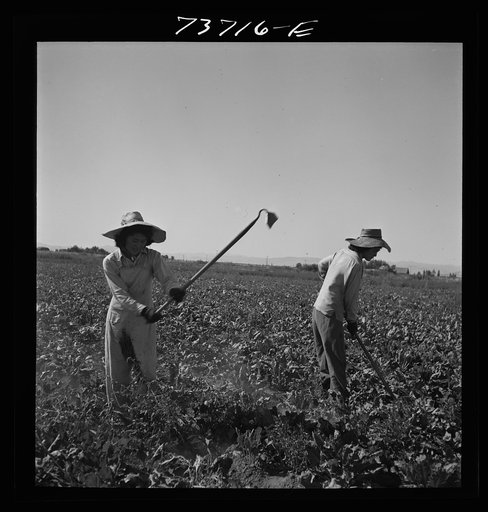 Nyssa, Oregon. FSA (Farm Security Administration) mobile camp. Japanese-American farm worker