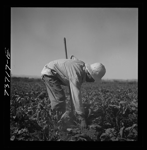 Nyssa, Oregon. FSA (Farm Security Administration) mobile camp. Japanese-American farm worker