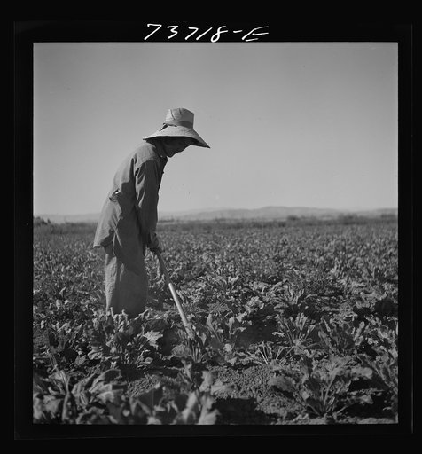 Untitled photo, possibly related to: Nyssa, Oregon. FSA (Farm Security Administration) mobile camp. Japanese-American farm worker