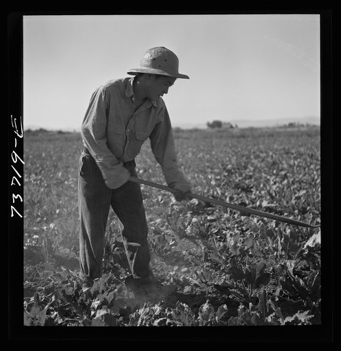 Untitled photo, possibly related to: Nyssa, Oregon. FSA (Farm Security Administration) mobile camp. Japanese-American farm worker