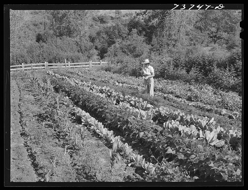 Ola, Idaho. FSA (Farm Security Administration) Ola self-help cooperative. Garden of a member