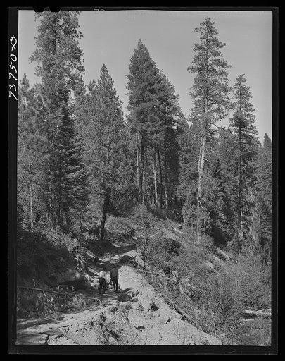 Untitled photo, possibly related to: Ola, Idaho. FSA (Farm Security Administration) Ola self-help cooperative. Part of the timber resources. The members needed an extension of the road leading into the timber so the Forest Service lent them the mechanized equipment and the members built the road. Th
