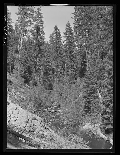 Ola, Idaho. FSA (Farm Security Administration) Ola self-help cooperative. Part of the timber resources. The members needed an extension of the road leading into the timber so the Forest Service lent them the mechanized equipment and the members built the road. This road is in addition to the road wh