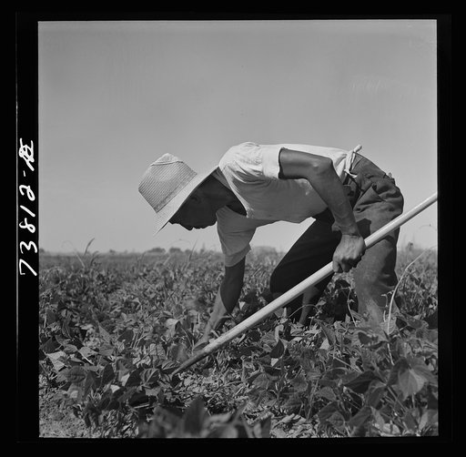 Twin Falls County, Idaho. FSA (Farm Security Administration) workers' camp. Japanese farm worker