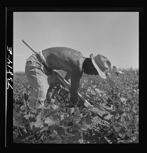Untitled photo, possibly related to: Twin Falls County, Idaho. FSA (Farm Security Administration) workers' camp. Japanese farm worker
