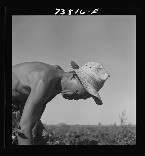 Twin Falls County, Idaho. FSA (Farm Security Administration) workers' camp. Japanese farm worker