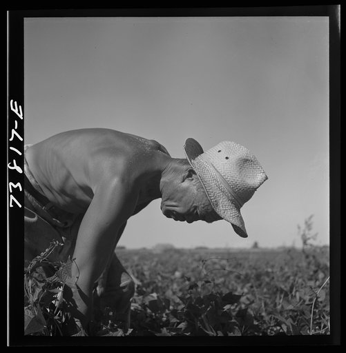 Untitled photo, possibly related to: Twin Falls County, Idaho. FSA (Farm Security Administration) workers' camp. Japanese farm worker