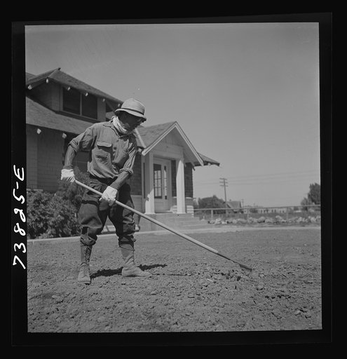 Shelley, Idaho. Japanese farm worker who lives at the FSA (Farm Security Administration) mobile camp working on a lawn in town