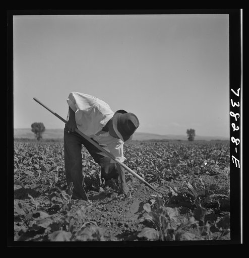 Shelley, Idaho (vicinity). Japanese-Americans hoeing sugar beets on farm