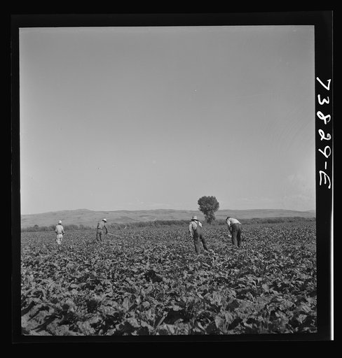 Shelley, Idaho (vicinity). Japanese-Americans hoeing sugar beets on farm
