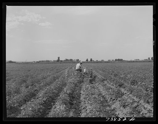 Untitled photo, possibly related to: Rupert, Idaho. Former CCC (Civilian Conservation Corps) camp now under FSA (Farm Security Administration) management. Japanese-American boy cultivating potatoes