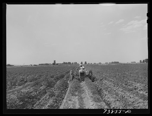 Rupert, Idaho. Former CCC (Civilian Conservation Corps) camp now under FSA (Farm Security Administration) management. Japanese-American boy cultivating potatoes