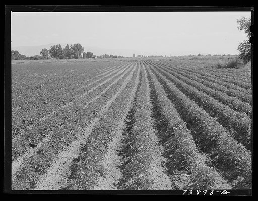 Rupert, Idaho (vicinity). Potato field