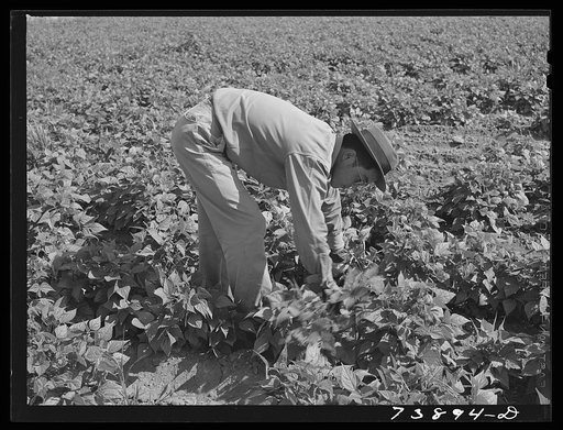 Rupert, Idaho. Former CCC (Civilian Conservation Corps) camp now under FSA (Farm Security Administration) management. Japanese-Americans weeding beans