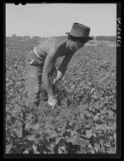 Rupert, Idaho. Former CCC (Civilian Conservation Corps) camp now under FSA (Farm Security Administration) management. Japanese-Americans weeding beans