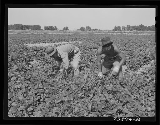 Rupert, Idaho. Former CCC (Civilian Conservation Corps) camp now under FSA (Farm Security Administration) management. Japanese-Americans weeding beans