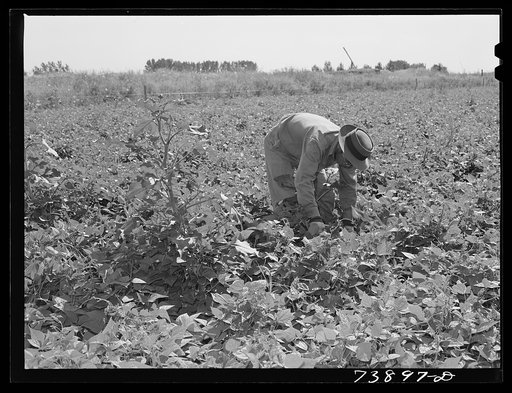 Rupert, Idaho. Former CCC (Civilian Conservation Corps) camp now under FSA (Farm Security Administration) management. Japanese-Americans weeding beans