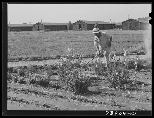 Rupert, Idaho. Former CCC (Civilian Conservation Corps) camp now under FSA (Farm Security Administration) management. The Japanese-Americans beautify the grounds