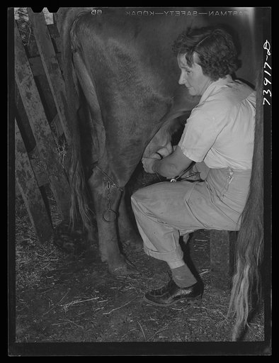 Ola, Idaho. Wife of a member of the Ola self-help cooperative milking a cow. All members of the cooperative have cows, chickens, and gardens