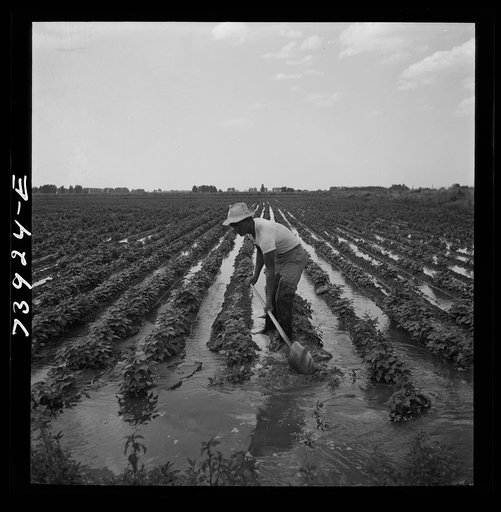 Rupert, Idaho. Former CCC (Civilian Conservation Corps) camp now under FSA (Farm Security Administration) management. A Japanese-American farm worker