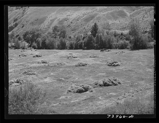 Untitled photo, possibly related to: Lemhi County, Idaho. Haying in the valley of Panther Creek