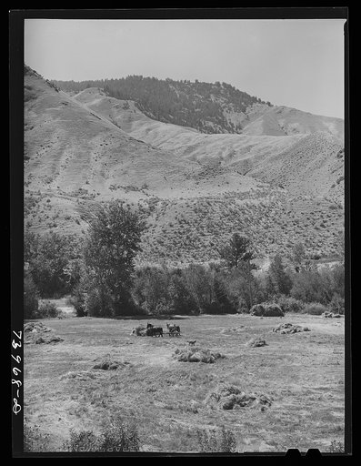 Lemhi County, Idaho. Haying in the valley of Panther Creek