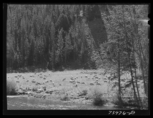 Custer County, Idaho. Bands of sheep in the meadows along the Salmon River