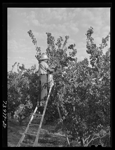 Twin Falls County, Idaho. Japanese-American farm worker picking apricots