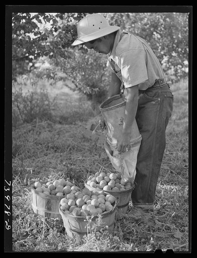 Twin Falls County, Idaho. Japanese-American farm worker emptying hamper of apricots