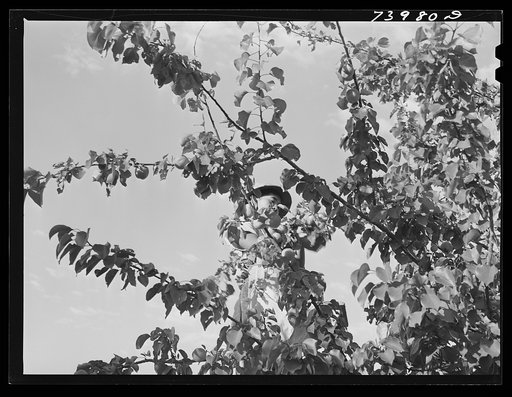 Twin Falls County, Idaho. Japanese-American farm worker picking apricots
