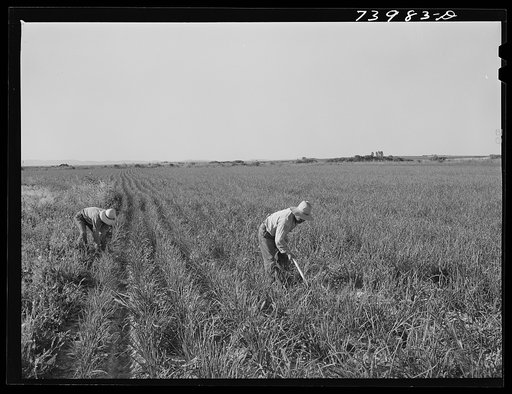 Twin Falls County, Idaho. Japanese-American farm workers weeding onions
