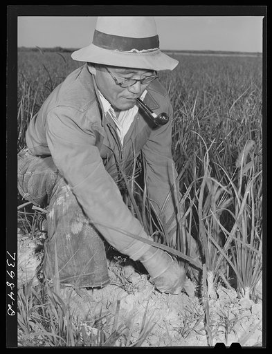 Twin Falls County, Idaho. Japanese-American farm workers weeding onions