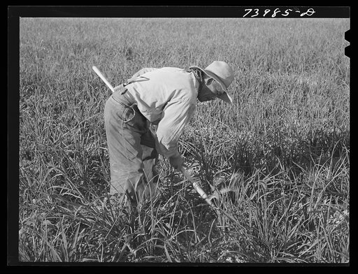 Twin Falls County, Idaho. Japanese-American worker weeding onions